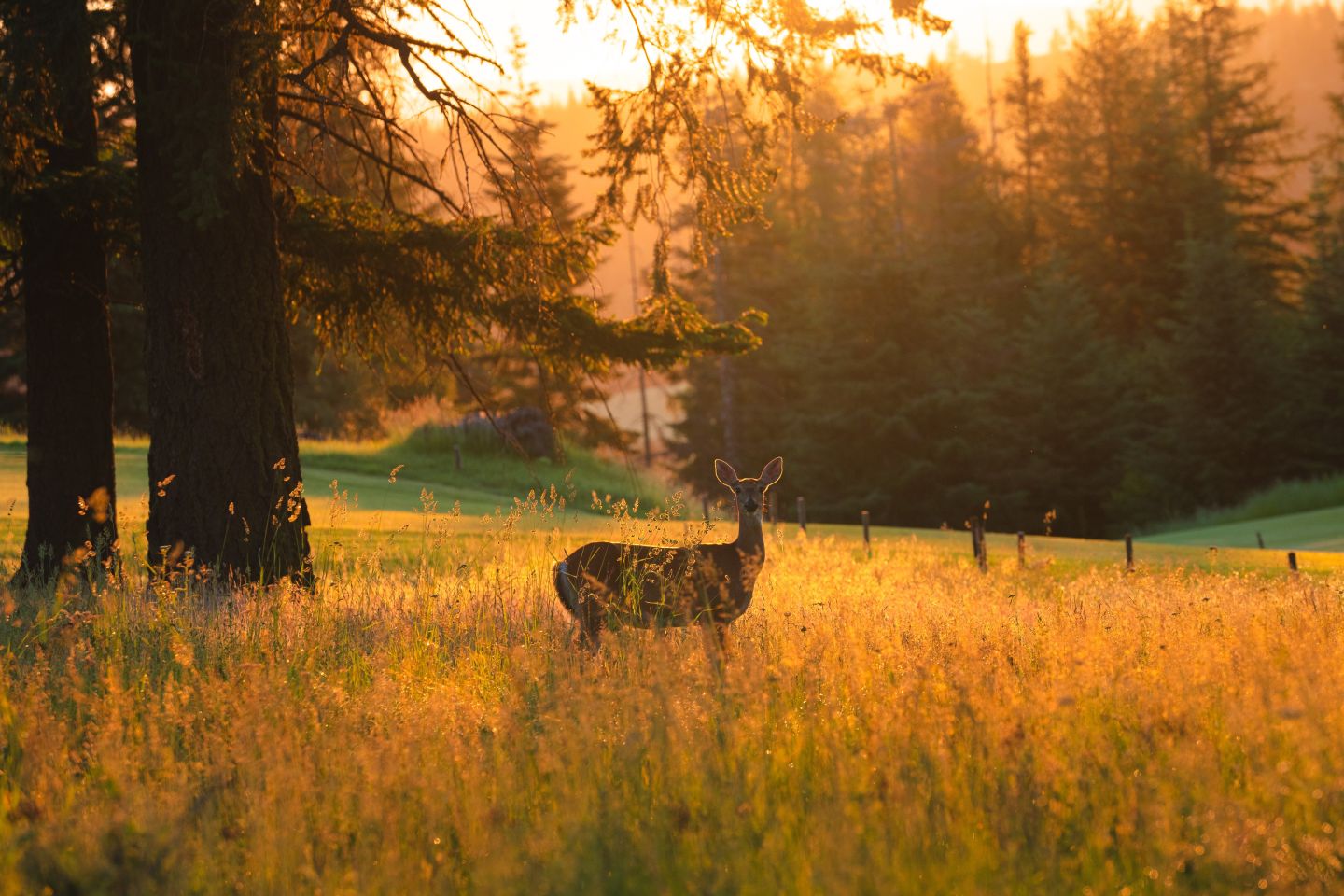 Landscapes Gallery | Gozzer Ranch Golf & Lake Club
